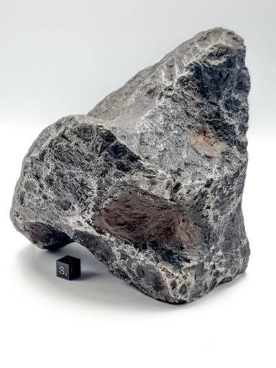 Muonio Complete Specimens -074